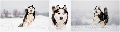 Inu-0069.jpg