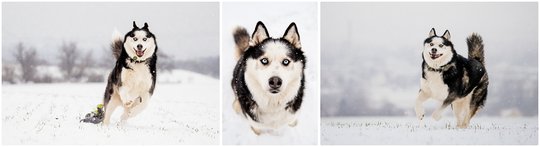 Inu-0069.jpg