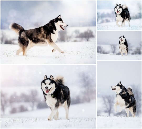Inu-0072a.jpg