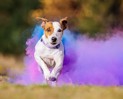 Jack Russel Hündin läuft aus Holi Wolke hinaus