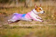 Jack Russel rennt mit buntem Holi Pulver im Fell