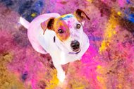 Jack Russel von oben mit bunter Holi Farbe