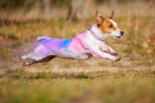 Jack Russel rennt mit buntem Holi Pulver im Fell