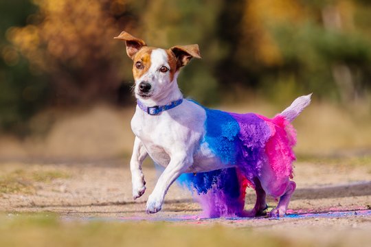 Jack Russel mit Holipulver auf Rücken