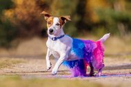 Jack Russel mit Holipulver auf Rücken