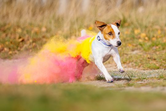 Jack Russel in bunter Holipulver Farbwolke