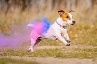 Jack Russel rennt mit buntem Holi Pulver im Fell