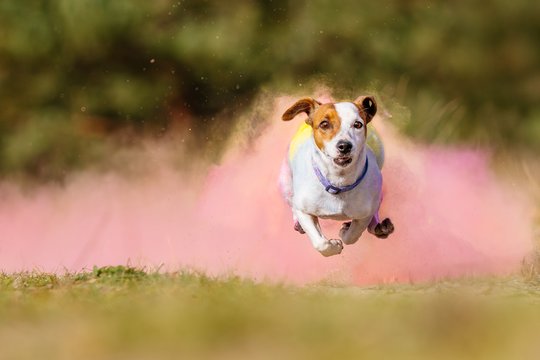 Jack Russel Hündin läuft aus bunter Holi Wolke hinaus