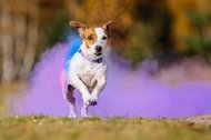 Jack Russel Hündin läuft aus Holi Wolke hinaus