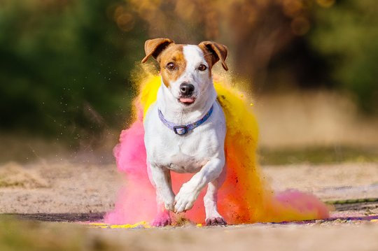 Jack Russel Hündin läuft aus Holi Wolke hinaus