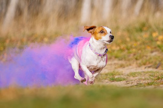 Jack Russel rennt mit buntem Holi Pulver im Fell