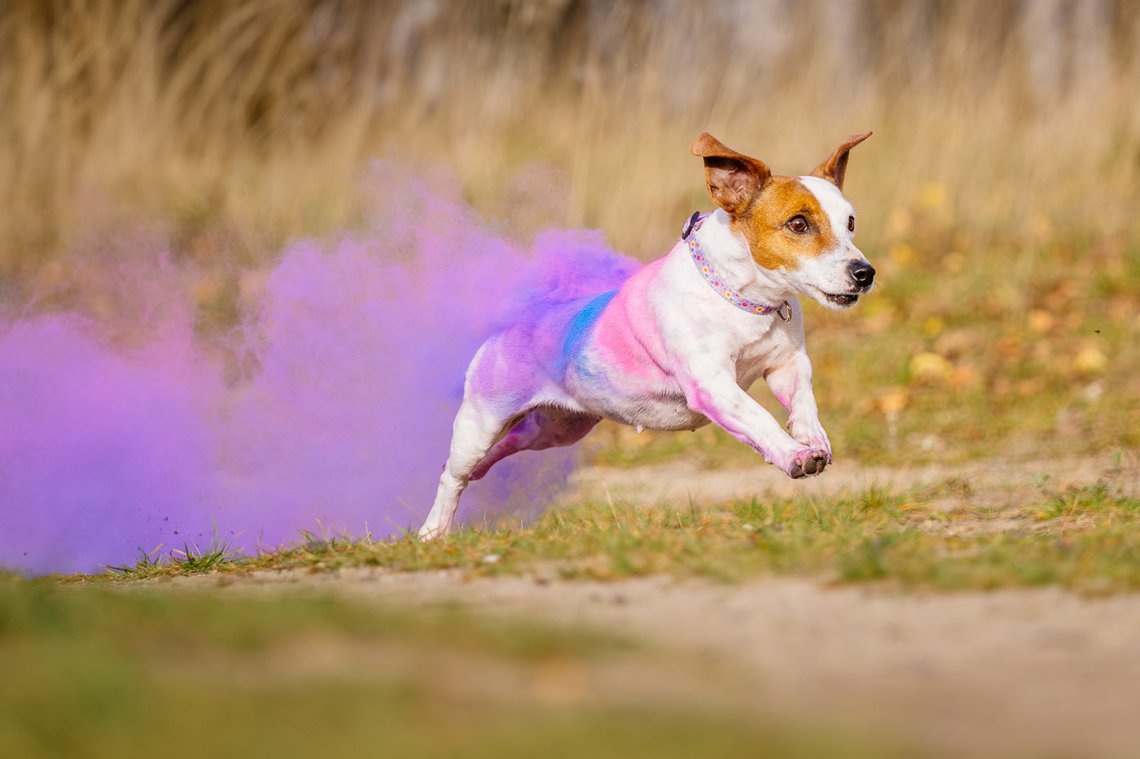Jack Russel rennt mit buntem Holi Pulver im Fell