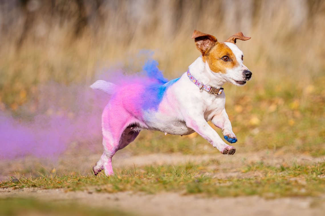 Jack Russel rennt mit buntem Holi Pulver im Fell