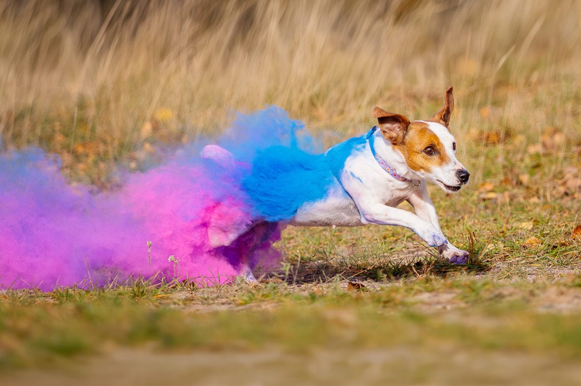 Jack Russel rennt und zieht eine Holipulver Farbspur mit sich