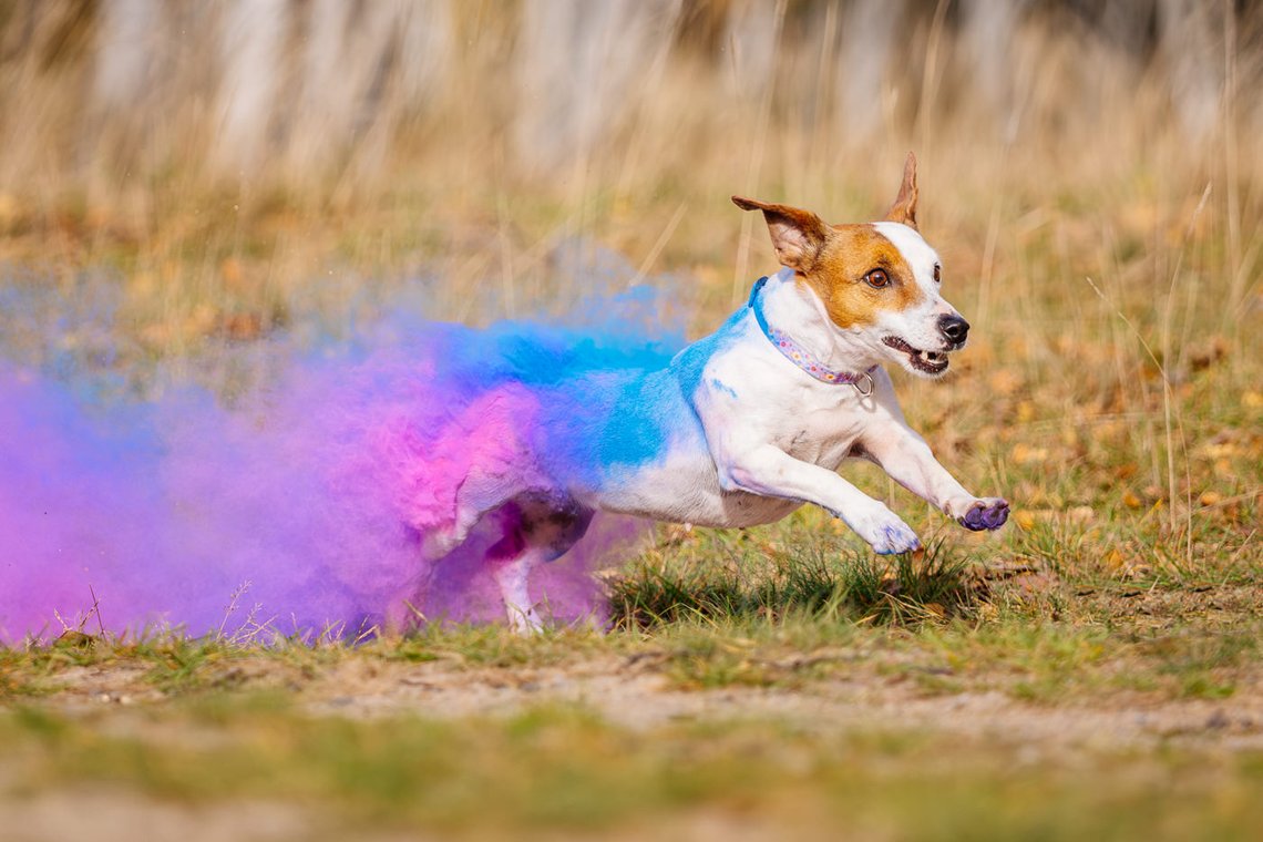 Jack Russel rennt und zieht eine Holipulver Farbspur mit sich