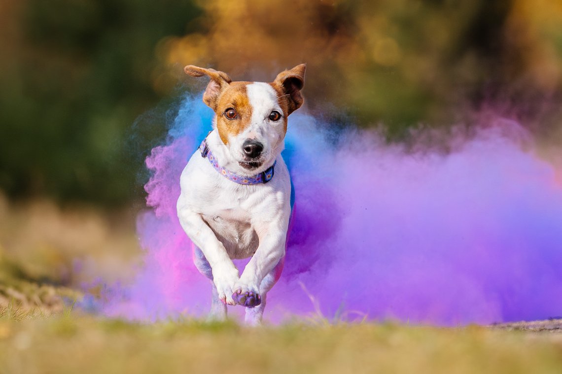 Jack Russel Hündin läuft aus Holi Wolke hinaus