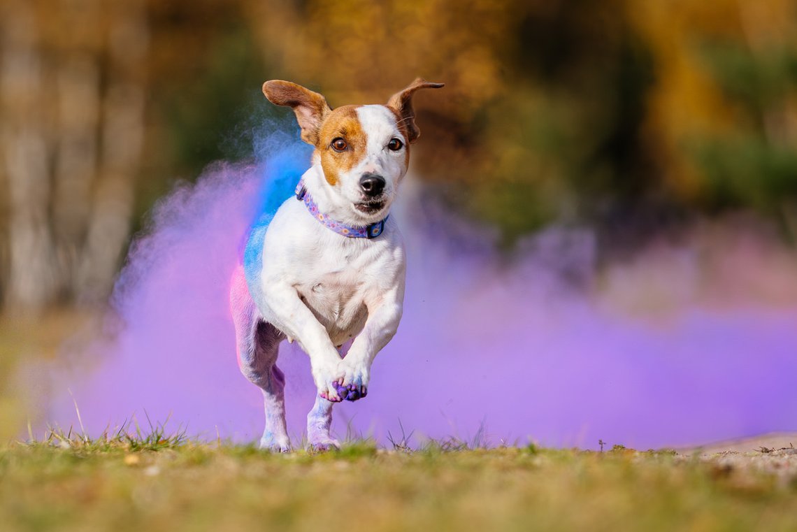 Jack Russel Hündin läuft aus Holi Wolke hinaus