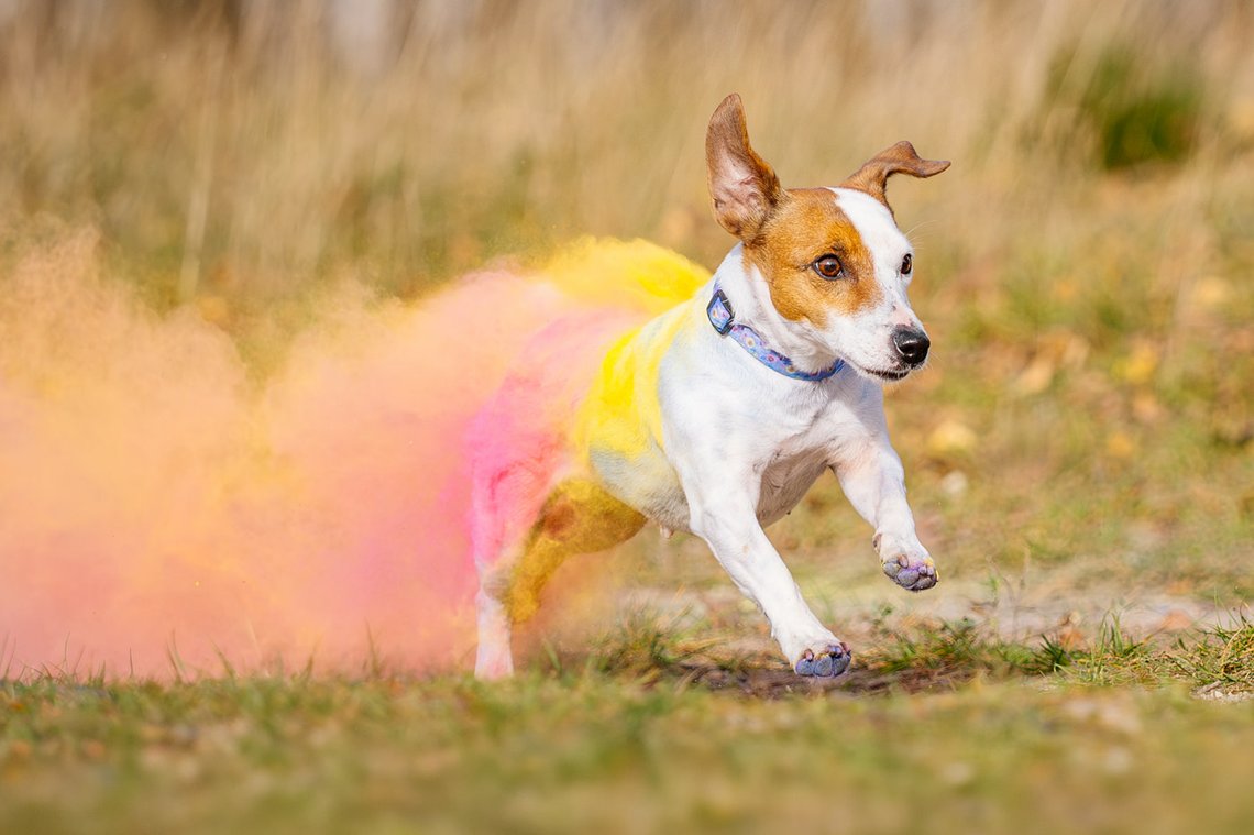 Jack Russel Hündin läuft aus Holi Wolke hinaus