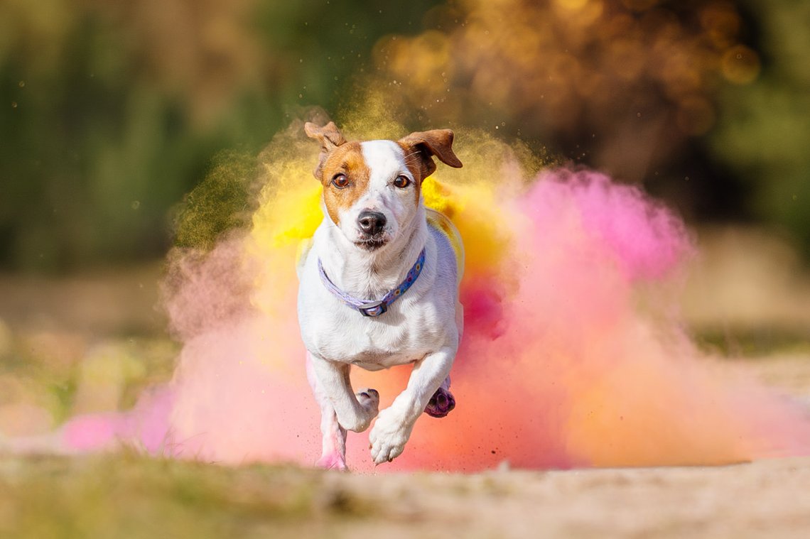 Jack Russel Hündin rennt aus Holi Wolke hinaus