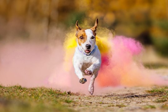 Jack Russel springt aus bunter Holi Farbwolke