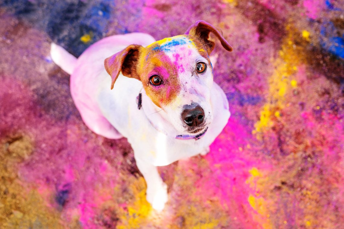 Jack Russel von oben mit bunter Holi Farbe