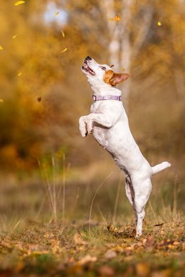 Jack Russel springt bei Fotoshoot nach Herbstlaub in die Luft