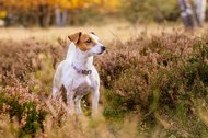 Jack Russel in der Heide