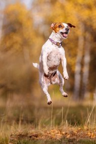 Jack Russel springt im Herbst in die Luft