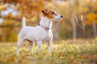 Jack Russel blickt in die Ferne im Herbst