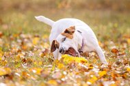 Jack Russel mit Spielzeug