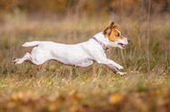 Jack Russel springt über Wiese