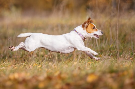 Jack Russel springt über Wiese