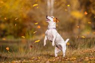 Jack Russel springt im Herbst nach Laub