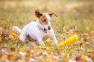 Jack Russel mit Spielzeug