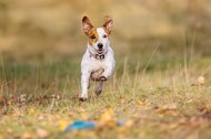 Jack Russel springt über Wiese