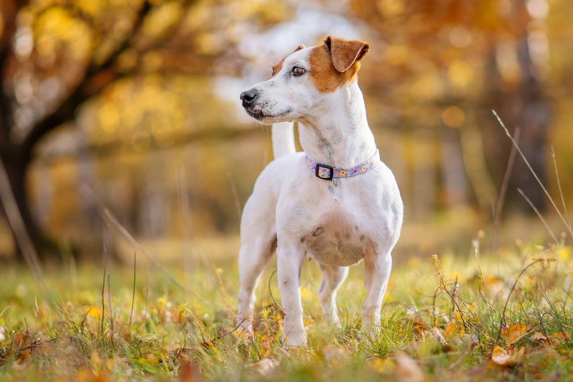 Jack Russel Porträt im Herbst