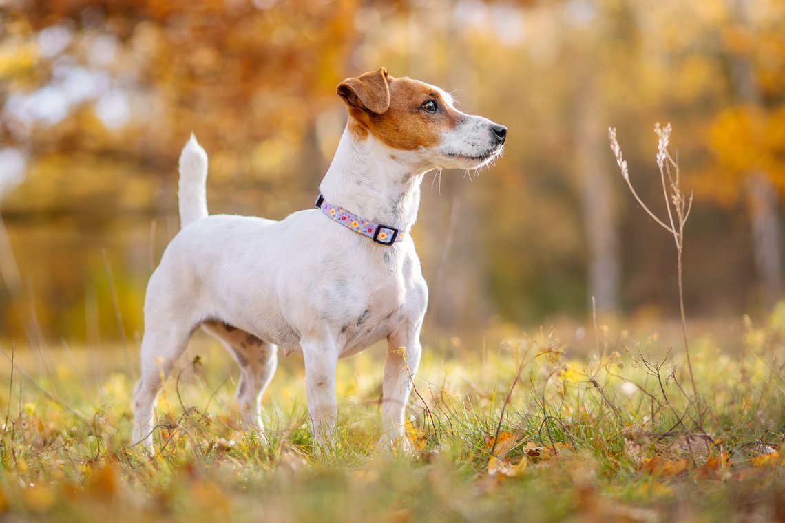 Jack Russel blickt in die Ferne im Herbst