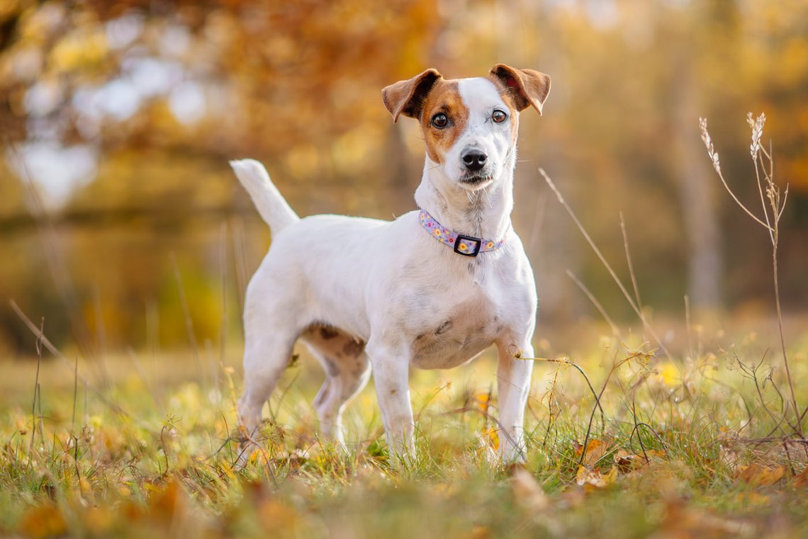 Jack Russel steht im Herbst