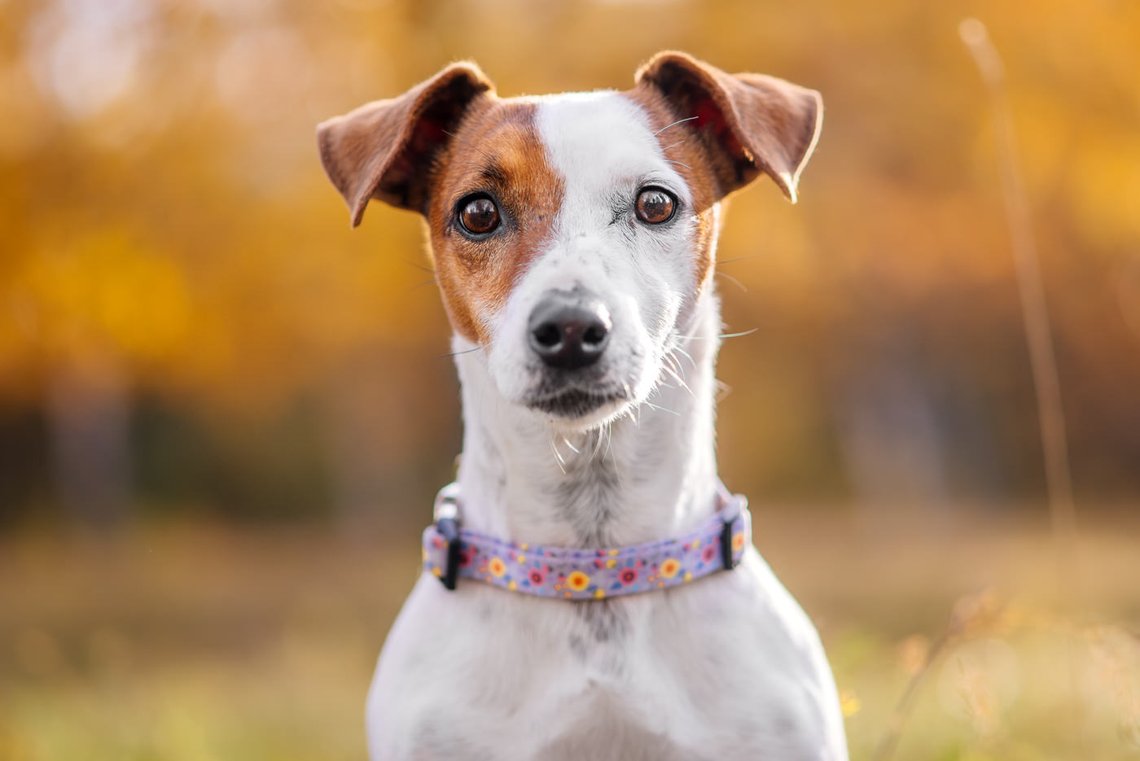 Jack Russel Porträt im Herbst