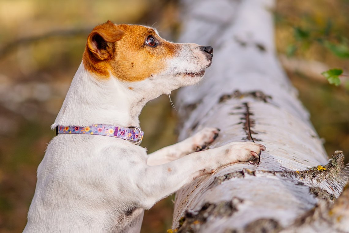 Jack Russel schaut über Baumstamm