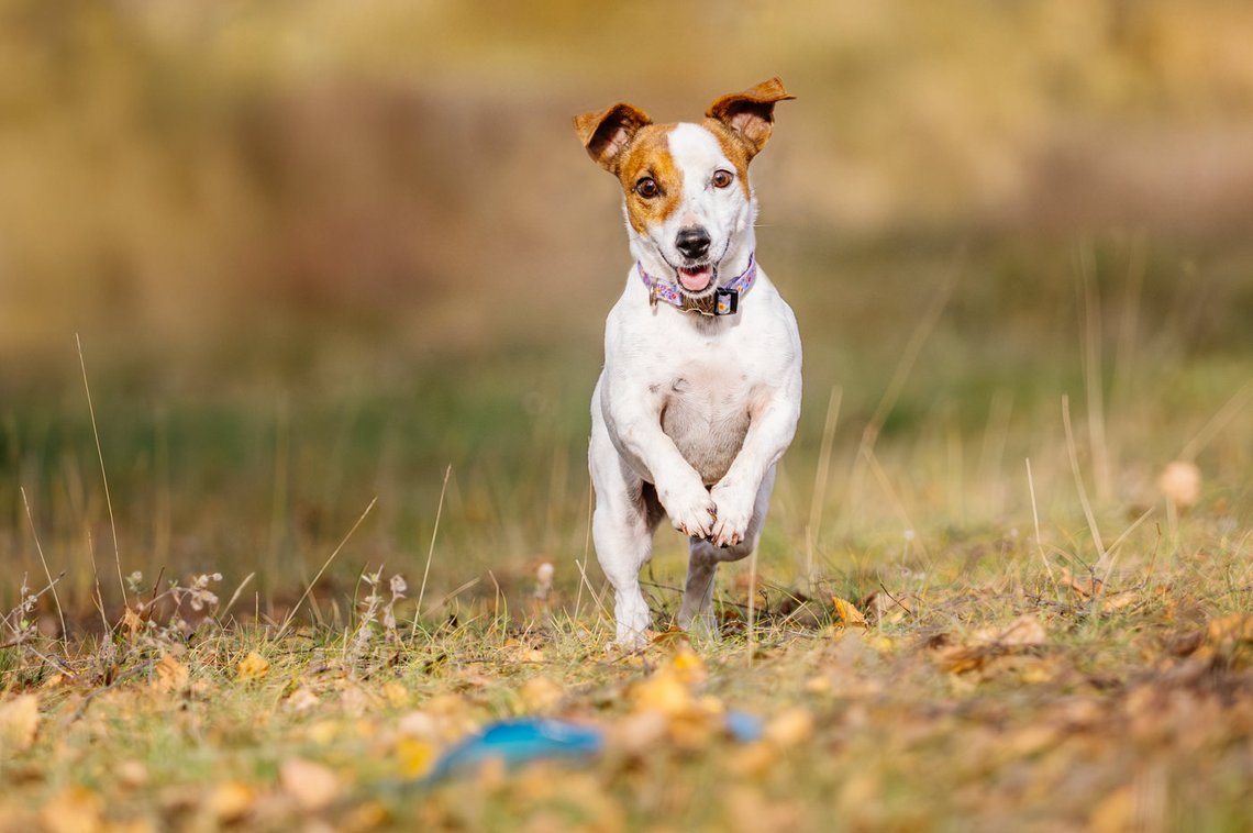Jack Russel springt über Wiese