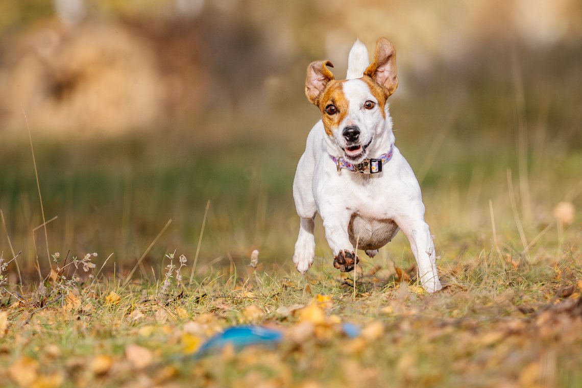 Jack Russel springt über Wiese zum Spielzeug