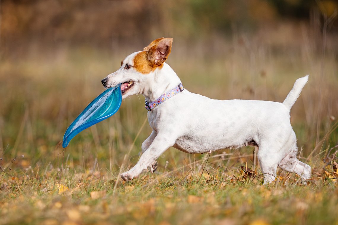 Jack Russel mit Frisbee im Maul