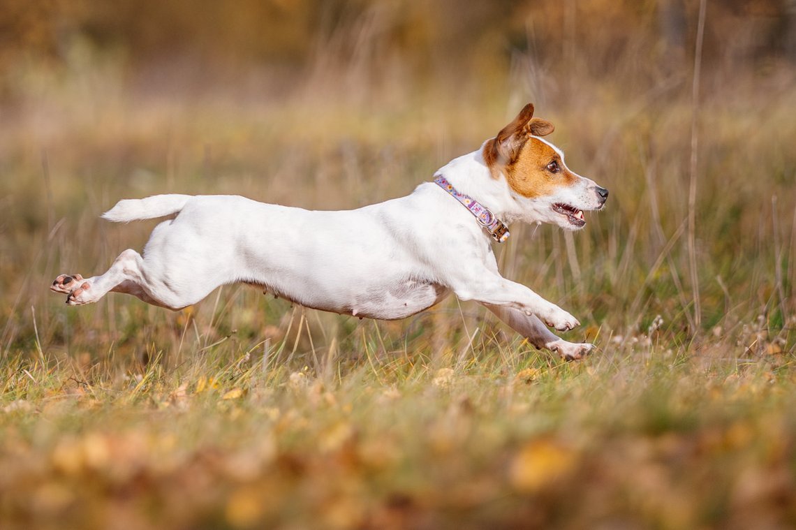 Jack Russel springt über Wiese
