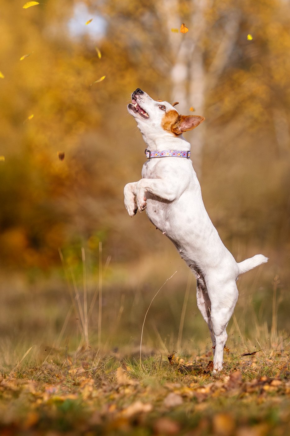 Jack Russel springt nach Laub im Herbst