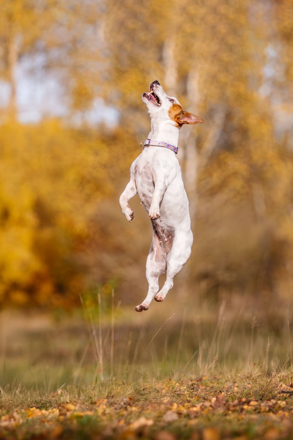 Jack Russel springt im Herbst in die Luft
