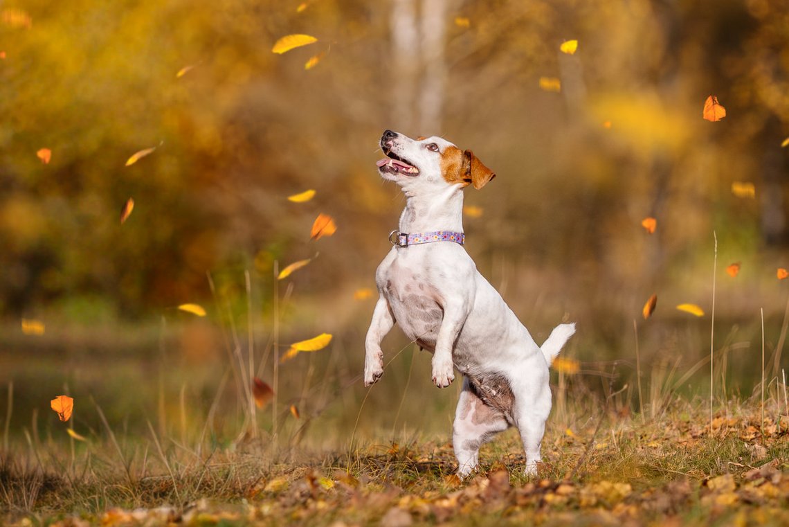 Jack Russel springt im Herbst nach Laub