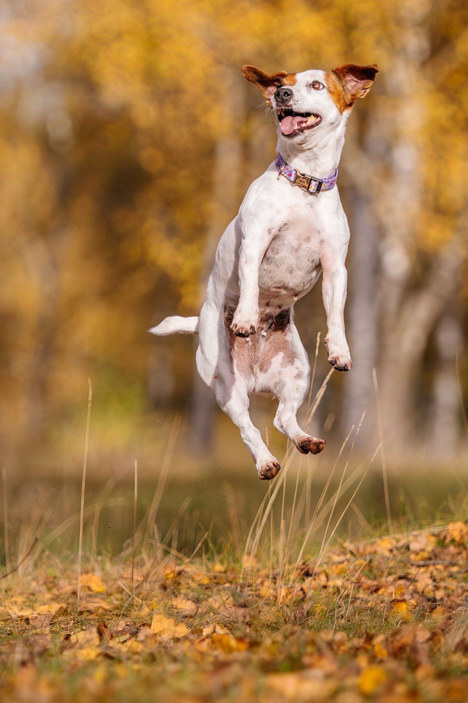 Jack Russel springt im Herbst in die Luft