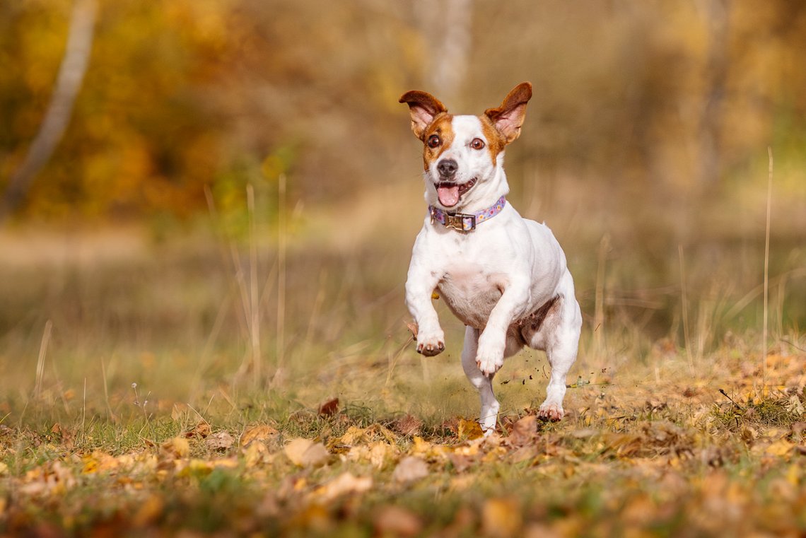 Jack Russel springt über die Wiese