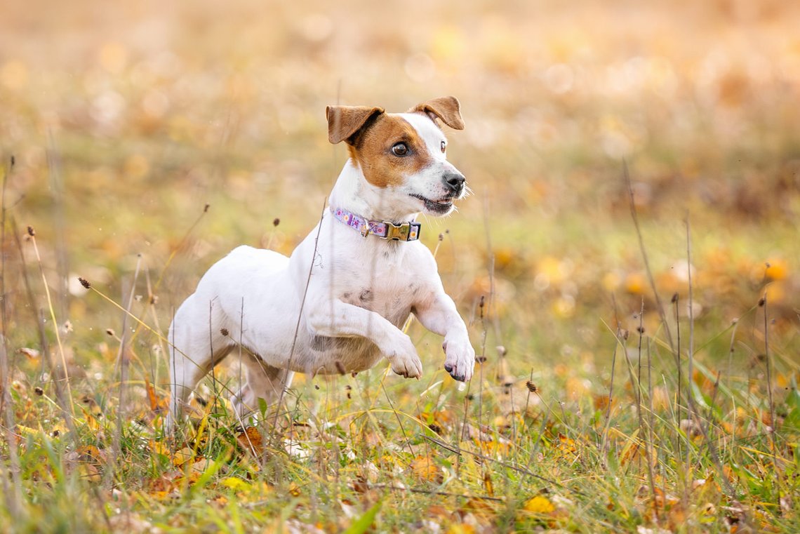 Jack Russel springt über die Wiese